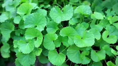 Pennywort  Gotu Kola Centella Asiatica Seeds HẠt Rau MÁ LÁ LỚn (+200 Pcs) • $4.99