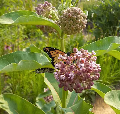 Sprouting Common Milkweed Seeds Live Asclepias Syriaca Germinated Monarch Cats • $3.99