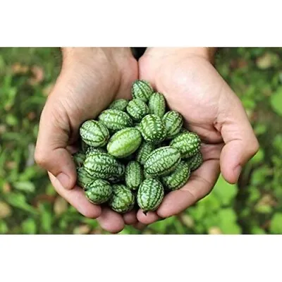 100+ Cucamelon Seeds Mouse Melon Mexican Sour Gherkin Organic Non GMO Grown USA • $5.89