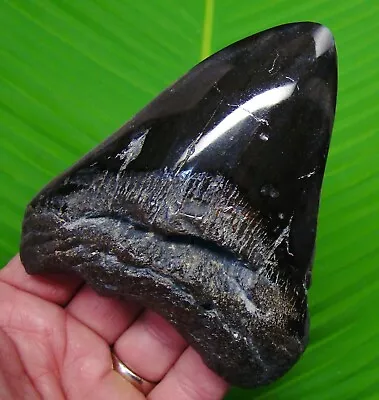 MEGALODON SHARK TOOTH - 4.84 In.  - REAL FOSSIL  - NORTH CAROLINA OCEAN FIND • $99