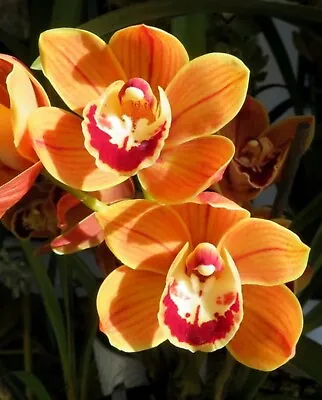 Cymbidium Orchid - Pumisan 'Orange' - 2 Spikes 175mm Pot • $49.95