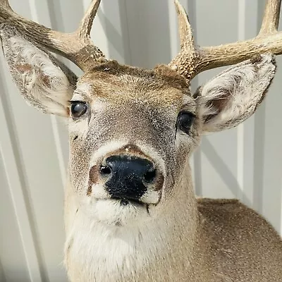 Mule Deer Head Mount Taxidermy Antler Cape Whitetail Log Cabin Decor Hunt Horn • $395