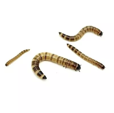 Live Superworms - 50-2000 Counts - 4 Different Sizes - First Class/Priority Mail • $15.99