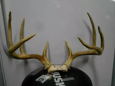  20 3/8 Wide TYPICAL 4X4 WHITETAIL DEER RACK Antlers Mule Mount Taxidermy Elk  • $175