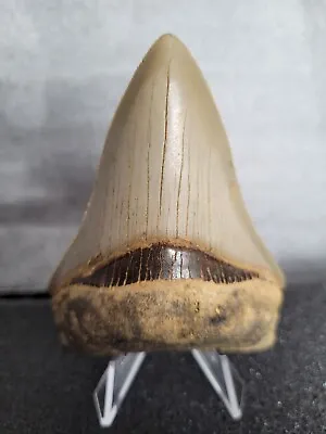 Megalodon Shark Tooth Fossil • £285
