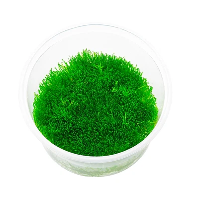 £6.60 • Buy Riccia Fluitans In 80 Cc Cup | Crystalwort Moss | Floating Liverwort | Aquarium
