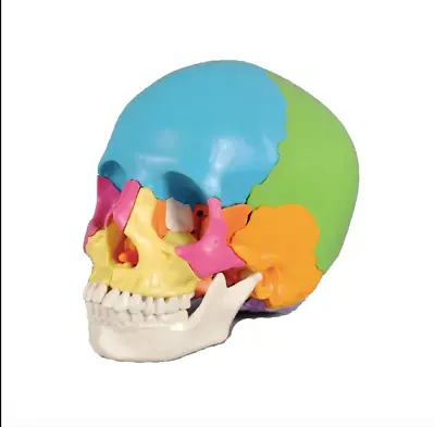 Skull Model Anatomical Human Skull Medical Skeleton Anatomy 1:1 22parts 1PC • $125