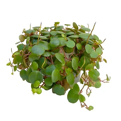 £4.95 • Buy String Of Coins (Peperomia Pepperspot) Potted Pot Trailing Succulent House Plant