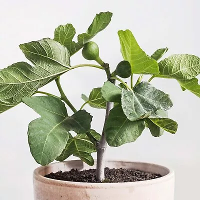 Fignomenal Fig - Ficus Carica - Live Plant • $22.99