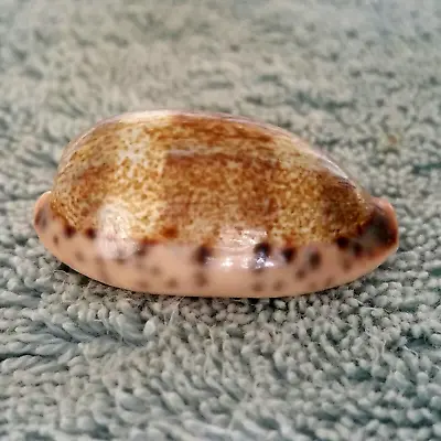 BIG! Cypraea Caurica Elongata #3 41.2mm EXQUISITE BEAUTY From Zanzibar • $9.44