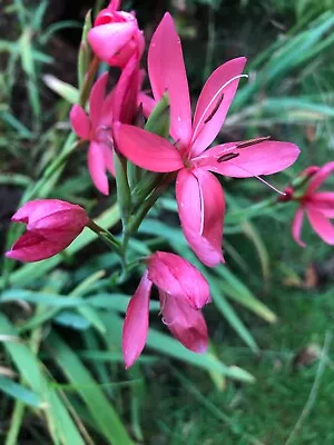 6 X Kaffir Lily Schizostylis Deep Pink/Pale Pink/Red Pot Luck! Young Plants • £5.49