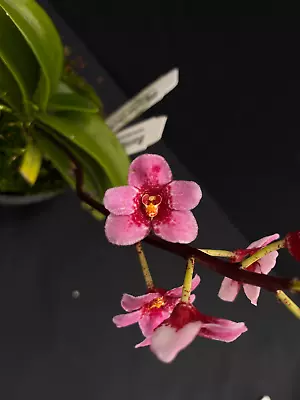 $55 • Buy Select Barrita Orchids Sarcochilus INDP/027