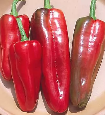 Pepper Marconi Italian Red    500 Seeds • $15.87