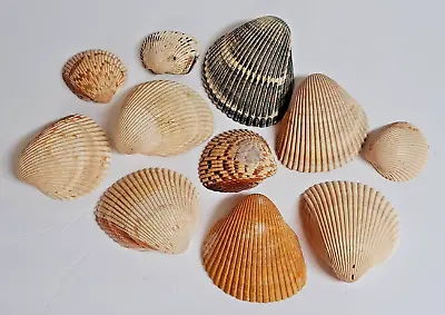 Lot Of 11 Scallop Sea Shells Beach Decor Crafts Various Colors Sizes Pre-owned  • $18.99