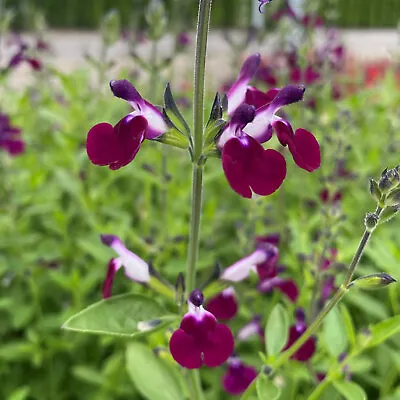 Salvia Amethyst Lips Eye-Catching Unique Purple White Flower Plant 9cm &17cm Pot • £9.55