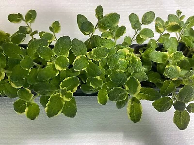 Mentha Suaveolens 'Variegata' | Pineapple Mint Starter Plant Plug | Herbal Tea • $6