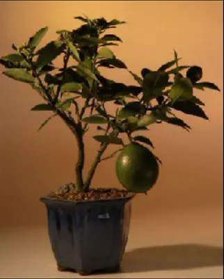 Dwarf Meyer Lemon Tree Bonsai Live Plant Indoor Aromatic Flowers Fruits 14 Inch • $169.95