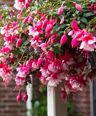 £4.20 • Buy 6 Trailing Fuchsia El Camino   Hanging  Basket Patio Plug Plants