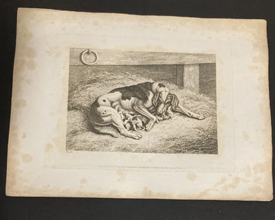£9.99 • Buy Etching By Samuel Howitt HOUND & PUPS