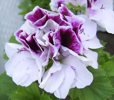 £3.25 • Buy Regal Pelargonium Cezanne Ex 7cm Pot