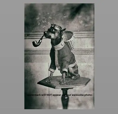 Crazy Vintage Dog Smoking Pipe PHOTO Chihuahua Weird Funny Strange • $4.38