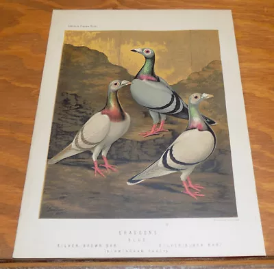 1876 Antique COLOR Pigeon Print///DRAGOONS (BIRMINGHAM FANCY) • £17.36