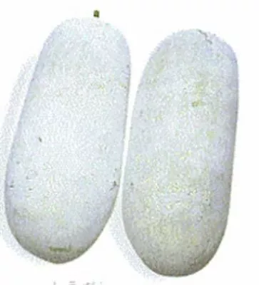 20 WAX GOURD Fuzzy Winter Melon Oblong Seeds Benincasa Hispida USA FREE SHIPPING • $3.29