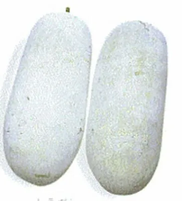 30 WAX GOURD Fuzzy Winter Melon Oblong Seeds Benincasa Hispida USA FREE SHIPPING • $4.49