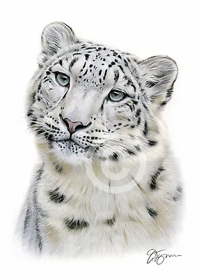 £9.99 • Buy SNOW LEOPARD Colour Pencil Drawing Print A4 / A3 Signed By UK Artist Artwork