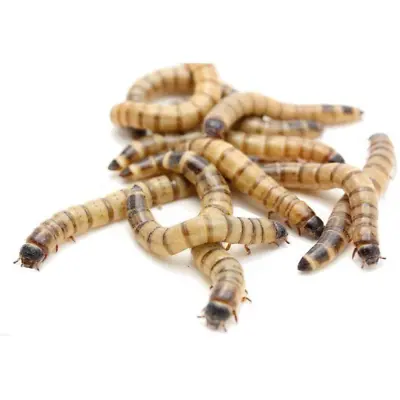 Live Superworms Reptile Feeder Insects Gutloaded Healthy NEW LOWER PRICING • $8.99
