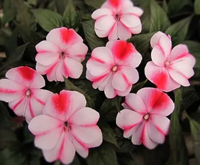 6 Med Impatiens New Guinea Raspberry Cream Plug Plants Bizzy Lizzy Bask Flowers • £9.99