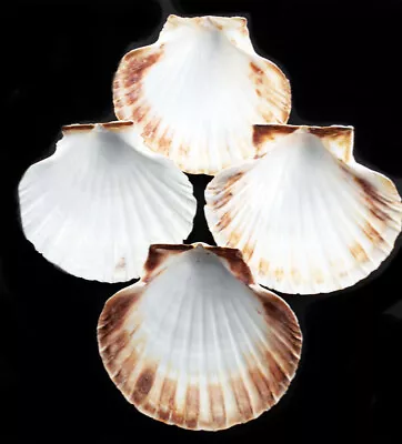 4 XL White Irish Baking Scallop Shells (4.5-5 ) Coastal Dining Beach Decoupage • $10.99