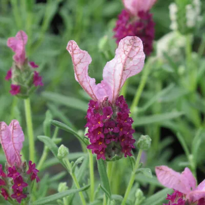 French Lavender 'Lavita Pink' 9cm Plant X 2. Borders. Aromatic Perennial • £13.95