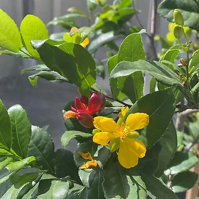 10 FRESH SEEDS Mai Tu Qui Ochna Serrulata Mickey Mouse Plants Yellow Flowers • $9.99