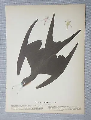 1942 Audubon #271 Man O' War Bird & #272 Parasitic Jaeger Full Color Lithograph • $8.99