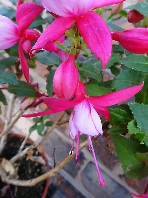 Fuchsia Hardy Bush 'Pink Fantasia' 10-15cm Tall Plant Shrub Pink & Lilac RHS AGM • £10.99