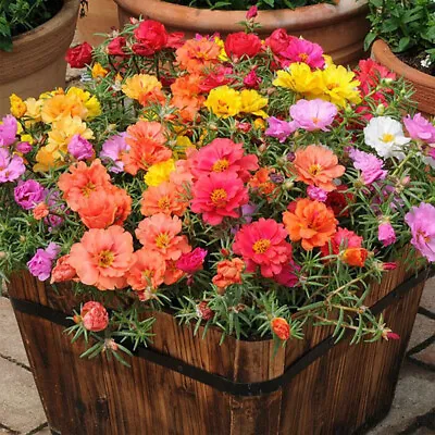 100 Mixed UK Moss Rose Seeds Portulaca Grandiflora Grow Coloured Garden Flowers • £3.49