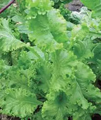 Mustard Greens Seed Southern Giant Heirloom  Non Gmo 25+ Seeds • $2.19