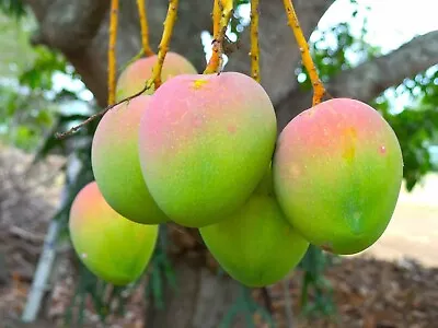 Sindhura Mango 2 Seed | USA Seller | Organic Non GMO • $12.99