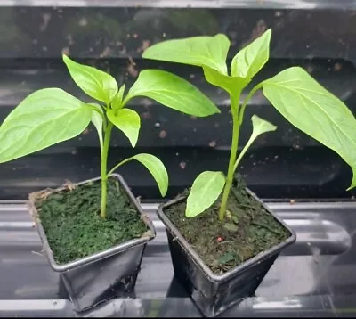 2 / 3 / 4 Corno Di Toro Rosso Sweet Pepper Veg Plants In 7cm Pots - Not Plugs • £9.29