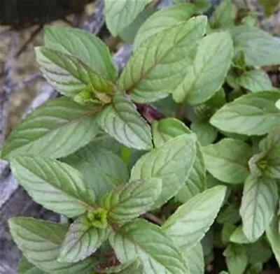 Chocolate Scented Mint Herb Starter Plant • $5.49