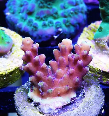 RRC Pink Cadillac Acropora Zoanthids Paly Zoa SPS LPS Corals WYSIWYG • $4.99