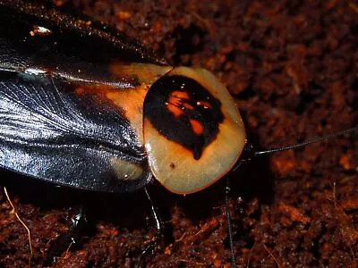 10 Death's Head Roaches (Blaberus Craniifer) Live Pet Feeder Insect. • $40