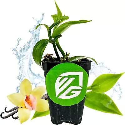 Vanilla Bean Orchid - Vanilla Planifolia - Live Plant • $33.99