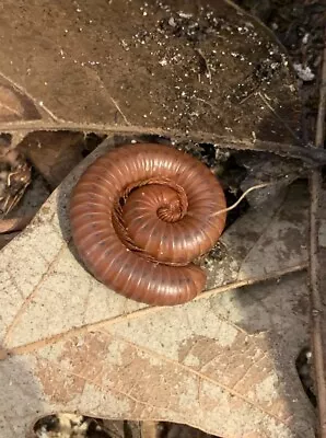 5 Scarlet Millipedes For Sale LIVE Educational Pet Clean Up Crew Feeder Reptile • $20