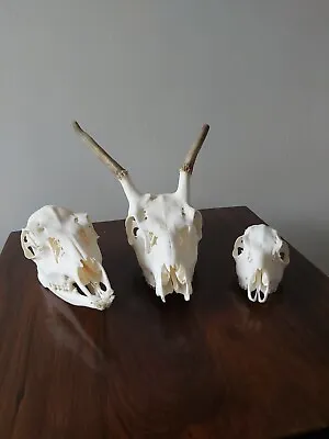 FALLOW DOE RED PRICKET ROE DOE DEER SKULLS Animal Taxidermy Antlers Educational • £59.99