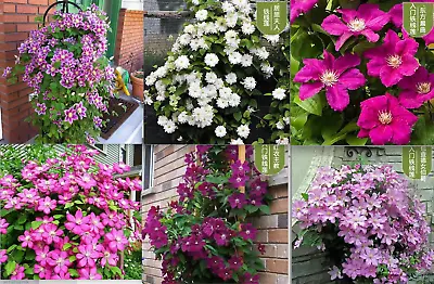 20 MIXED COLOR SEEDS  CLEMATIS Rare Flower Exotic Vine Bush Plant USA Seller • $7.75