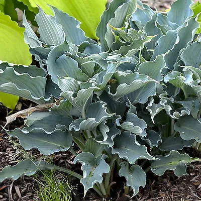 £9.99 • Buy Hosta Waterslide - Plantain Lily | Outdoor Garden Ready Potted Perennial Plants
