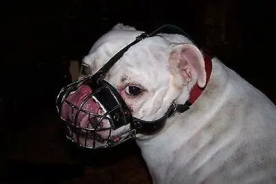 £55.08 • Buy English Bulldog Muzzle Padded Wire Basket Bestseller For Flat Dog Snout 30 Sizes