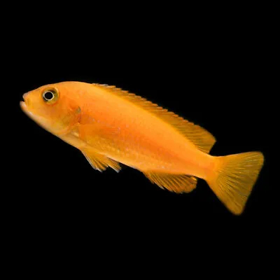 Coral Red Dwarf Mbuna Cichlid | Chindongo Saulosi «Coral Red» | Lake Malawi • £11.39